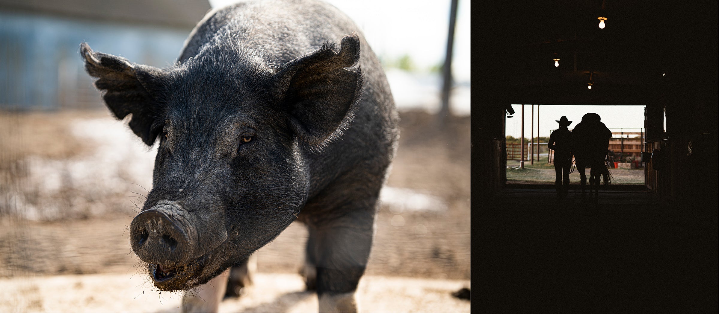 hog farm farming ranching AG farm shirt ranch shirt